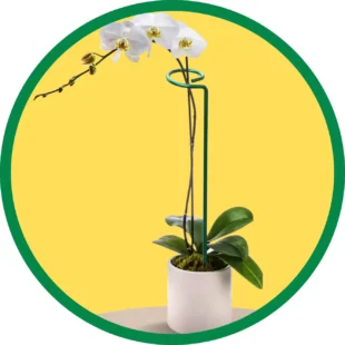 Plant Support