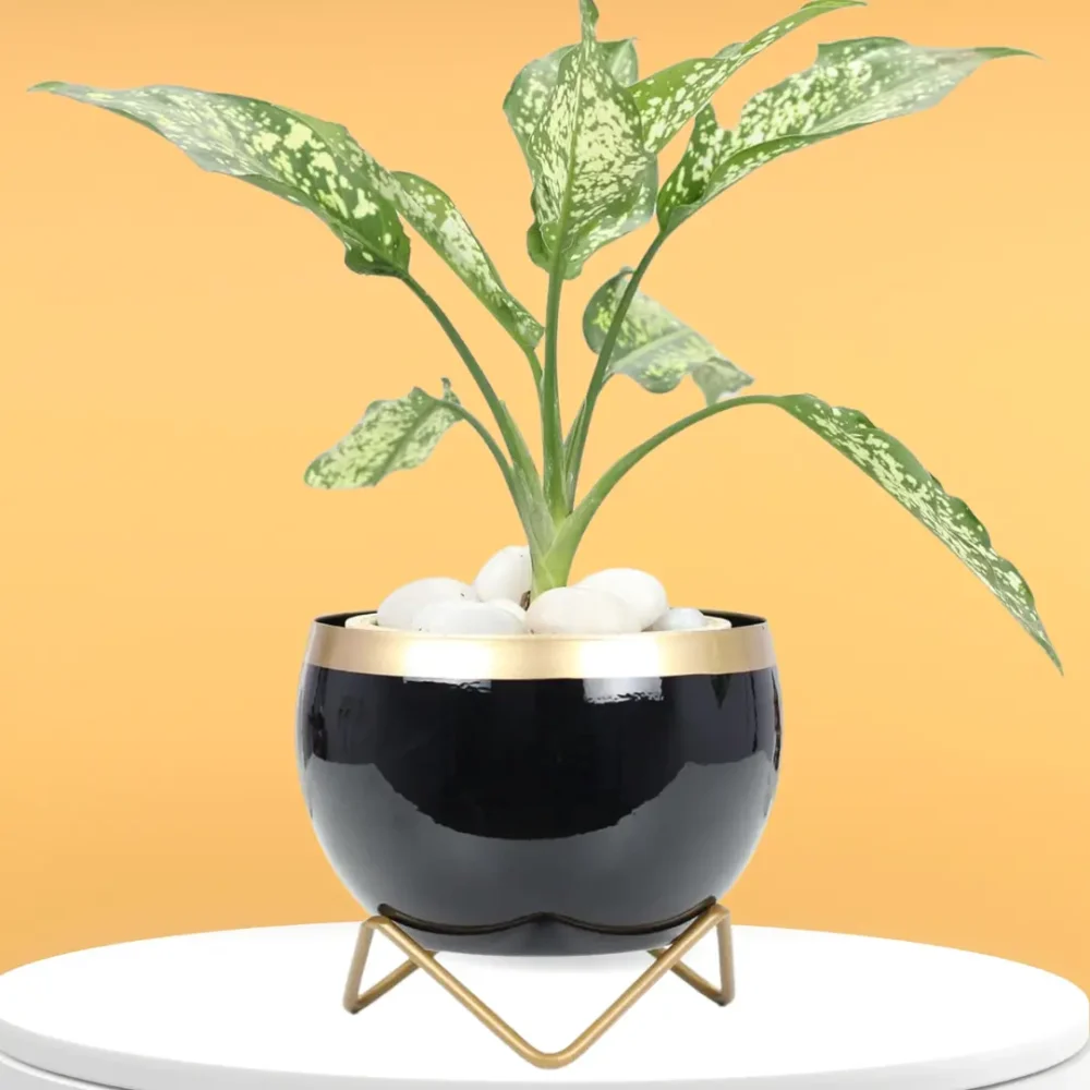 Indoor Metal Planter with Golden Stand | Table Top Pots for Living Room, Kitchen, Bedroom, Gifting  | Designer Flower Vase | Office Decor (Black Gold)