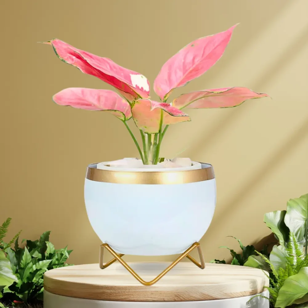 Indoor Metal Planter with Golden Stand | Table Top Pots for Living Room, Kitchen, Bedroom, Gifting  | Designer Flower Vase | Office Decor (White Gold)