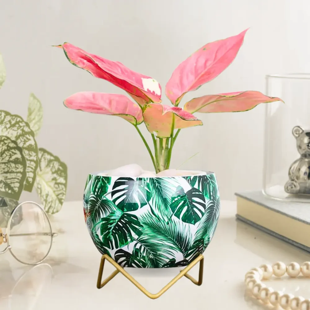 Indoor Metal Planter with Golden Stand | Table Top Pots for Living Room, Kitchen, Bedroom, Gifting  | Designer Flower Vase | Office Decor (Tropical Scent) - Image 7